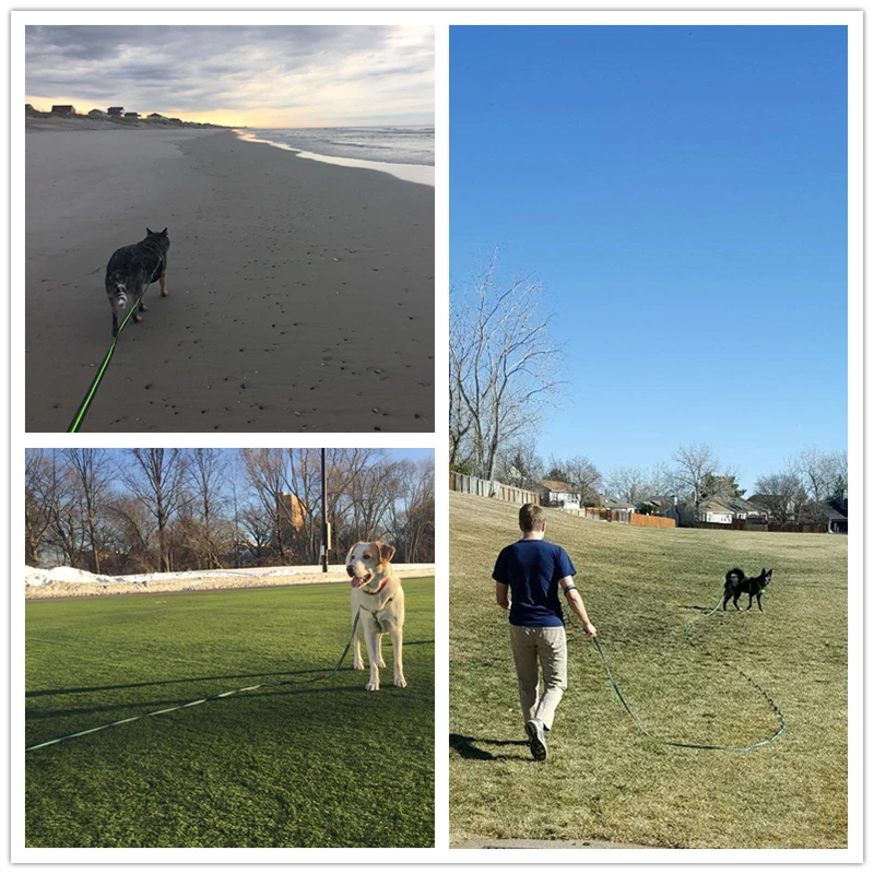 Correas de adiestramiento