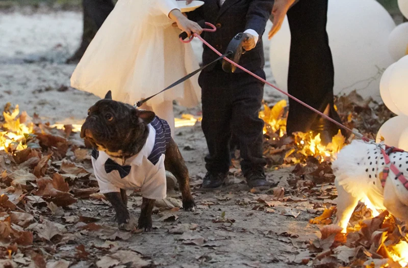 Perro cómodo usando traje elegante