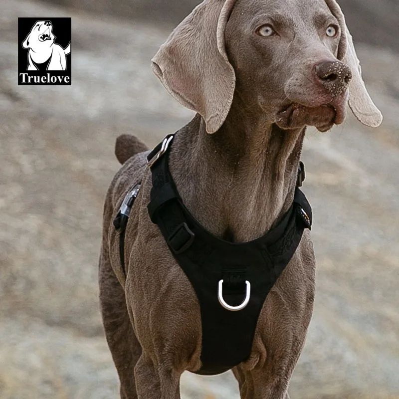 Black dog harness