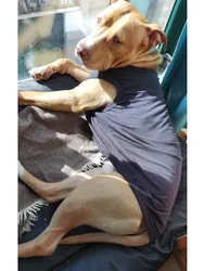 Camiseta blanca de verano para perros S, M y L