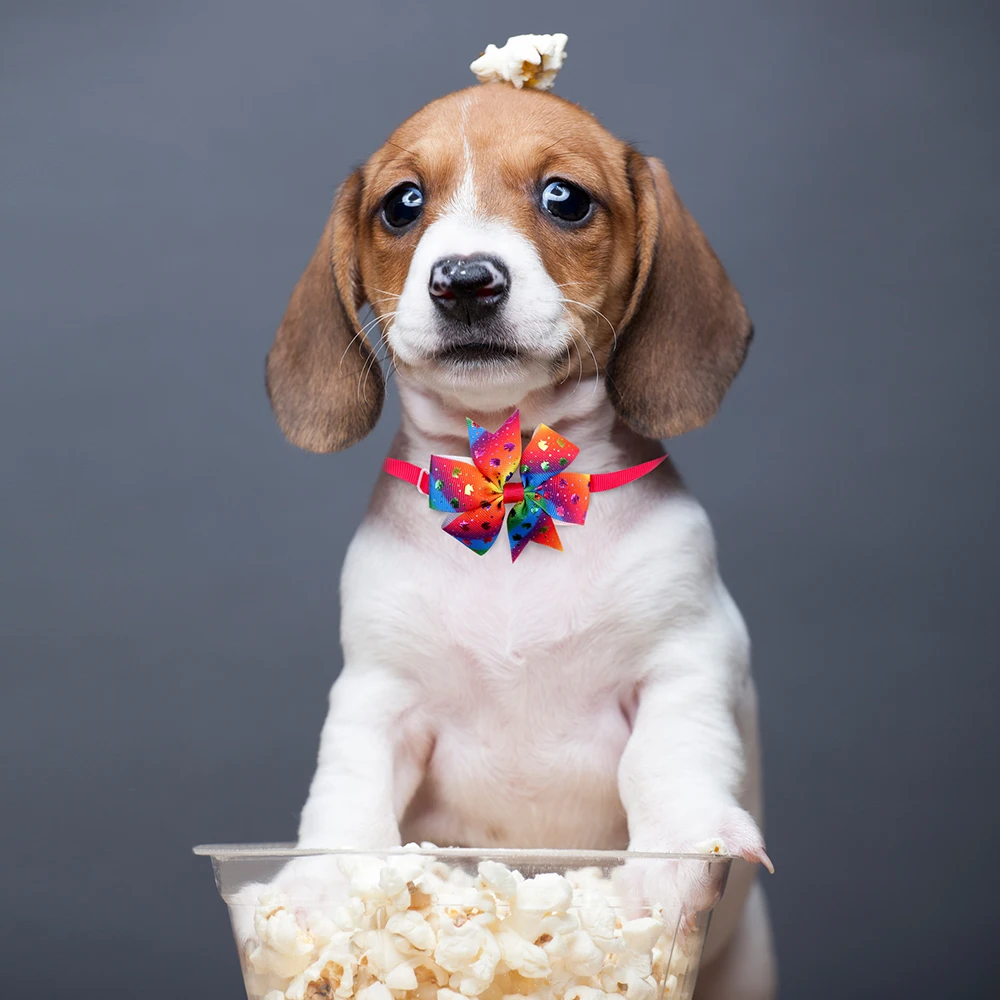 Accesorios gatos pequeños - Gato modelo usando pajarita