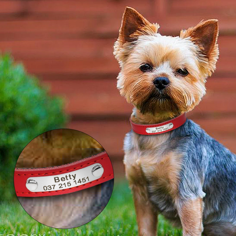 Un perro pequeño que lleva un cuello rojo con el nombre de Betty