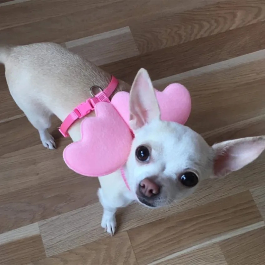 Conjunto de arnés y correa ajustable para perros y gatos pequeños, Collar de correa de nailon con ala de Ángel, correa para caminar para mascotas - imagen 3