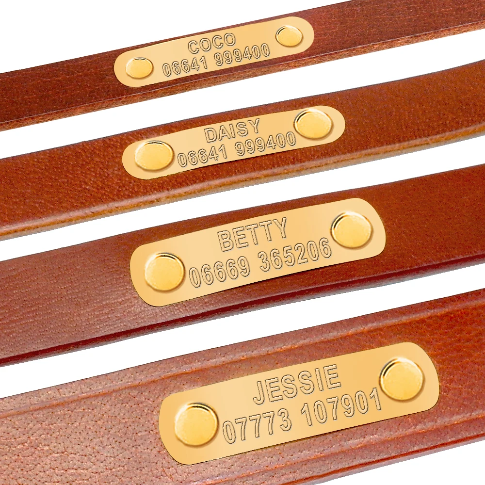 Collar mascotas elegante - Perro modelo usando talla M