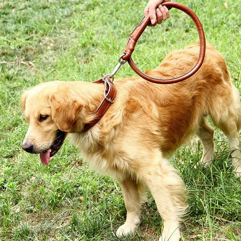Perros medianos grandes - funcionalidad
