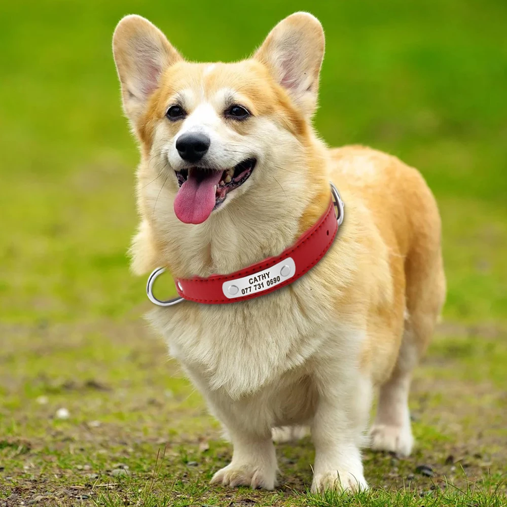 Un perro Corgi con collar con el nombre de amigo