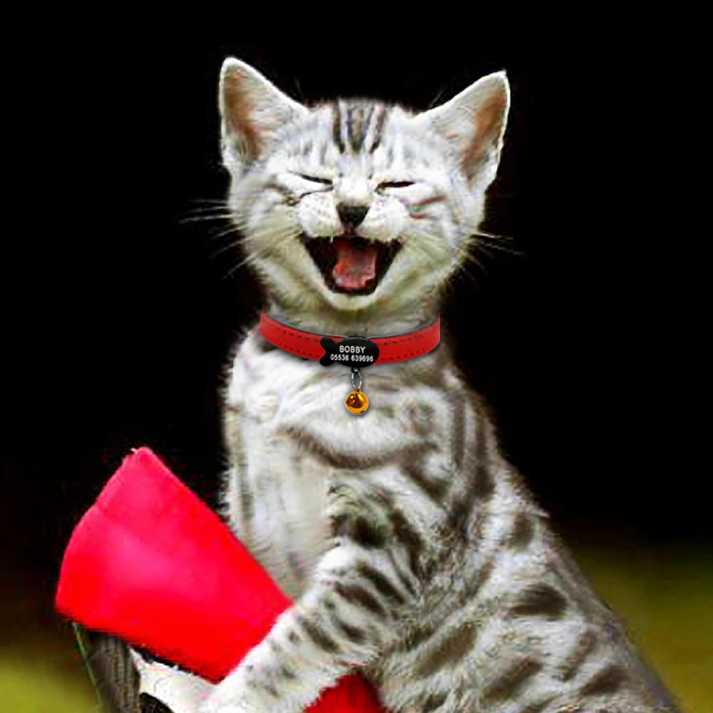 Gato negro con collar isabelino verde mint recuperándose, con expresión seria.