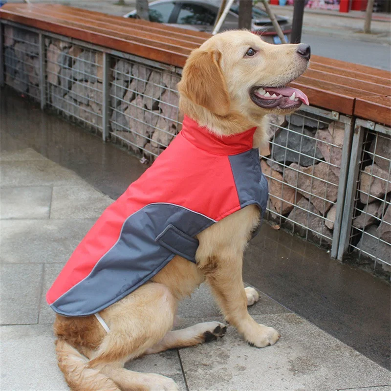 Un perro con una chaqueta roja y gris