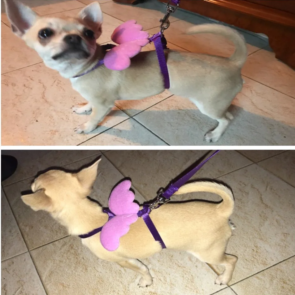 Conjunto de arnés y correa ajustable para perros y gatos pequeños, Collar de correa de nailon con ala de Ángel, correa para caminar para mascotas - imagen 2