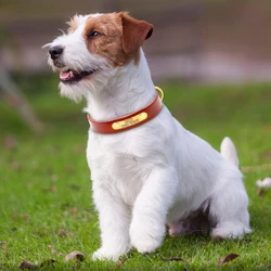 Collar identificativo de cuero para perro y gato – Grabado resistente