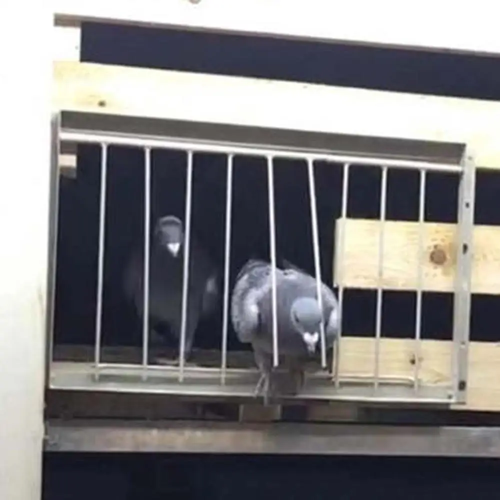 5 uds. Jaula para palomas de carreras de aves, longitud de puerta de 25,5 cm, diámetro del orificio de 5mm, trampa de alambre de entrada de hierro, cortina de puerta - imagen 4