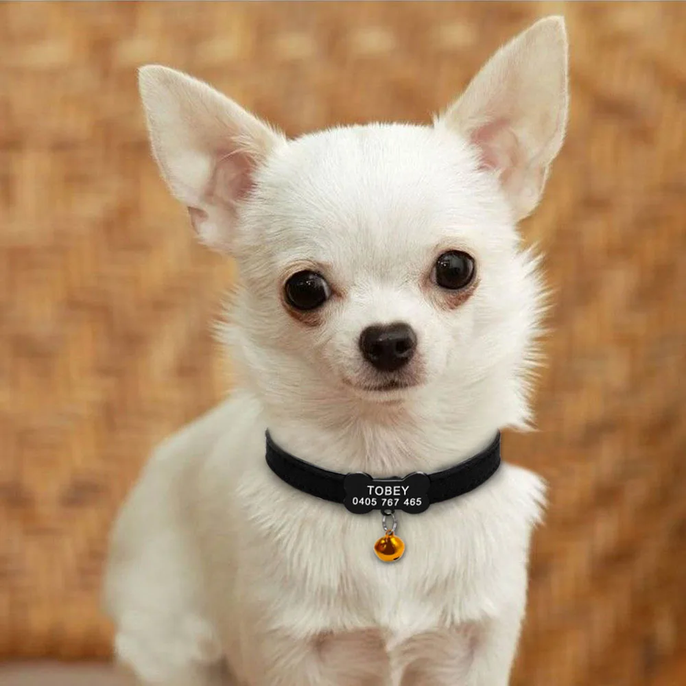 Primer plano de gatito Maine Coon de pelaje gris atigrado, con largos penachos en las orejas y ojos expresivos, mirando a cámara.