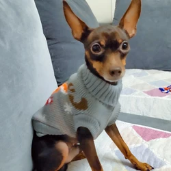 Suéter térmico suave para perros pequeños y gatos – Abrigo invierno