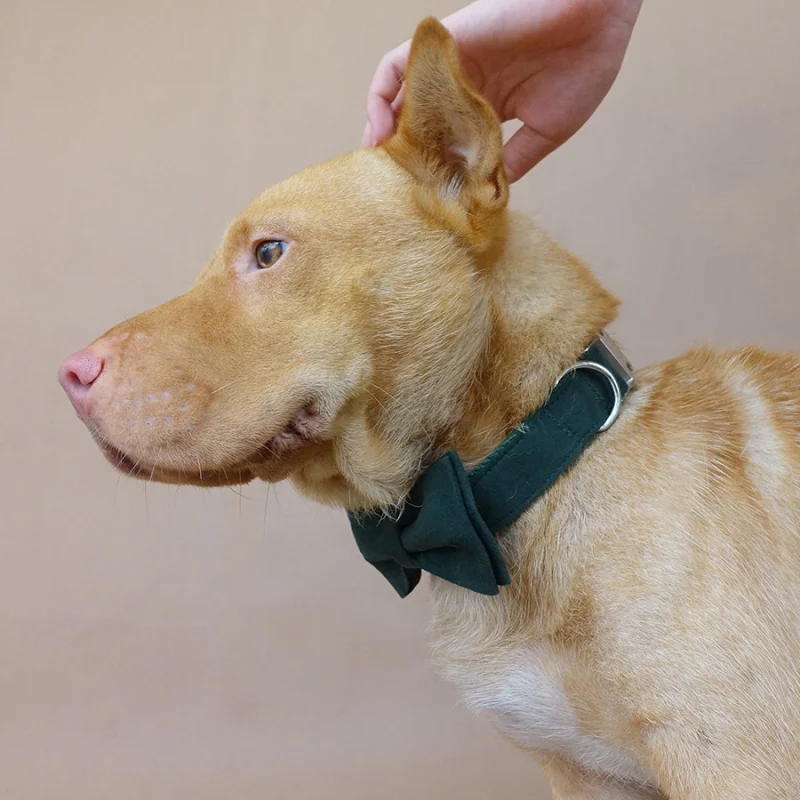 MUTTCO vende al por menor collar de alta calidad para perro THE GREEN DAY diseño collar de perro 5 tamaños UDC019