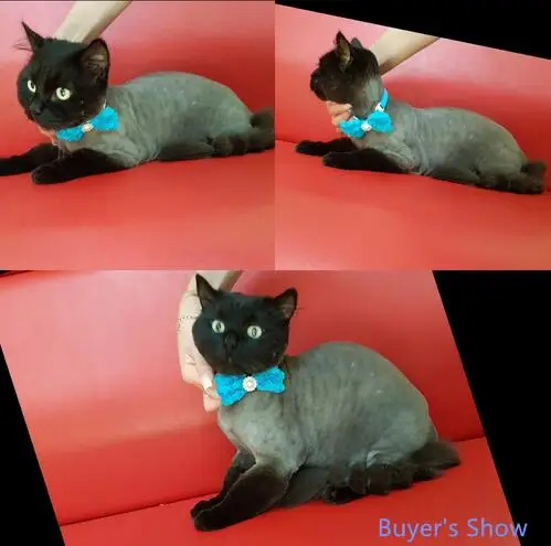 Detalle del cierre elástico ajustable de los lazos de gasa para perros