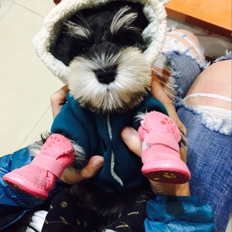 Shih Tzu zapatos mascotas - uso