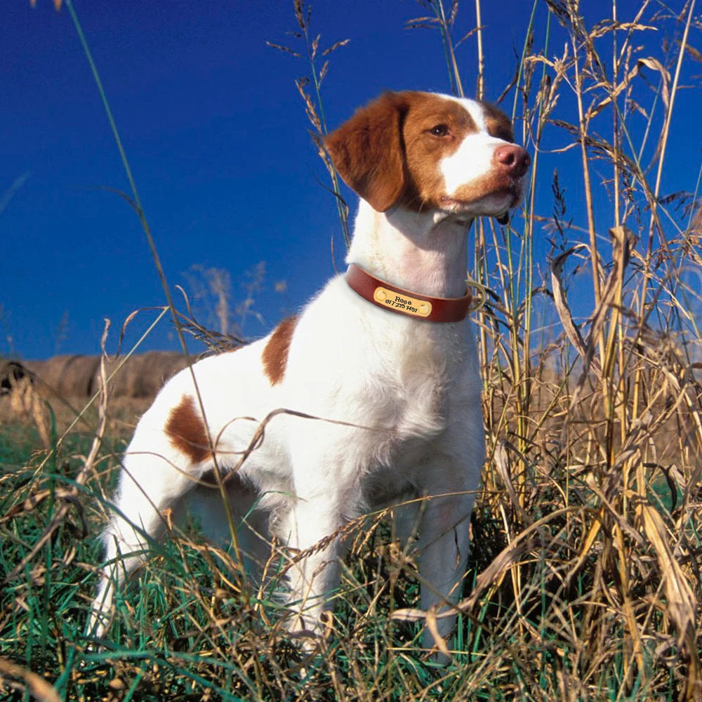 Collares personalizados de cuero para perro, identificación con nombre, ajustable, grabado para perros pequeños, medianos y grandes, mascotas, Pug XS - imagen 5