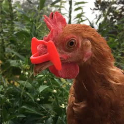 Gafas antivicadura para gallinas y pavos – Evita el picaje entre aves