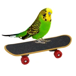 Mini monopatín para adiestramiento de aves – Loros, periquitos y cacatúas