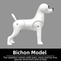 Bichon skeleton only