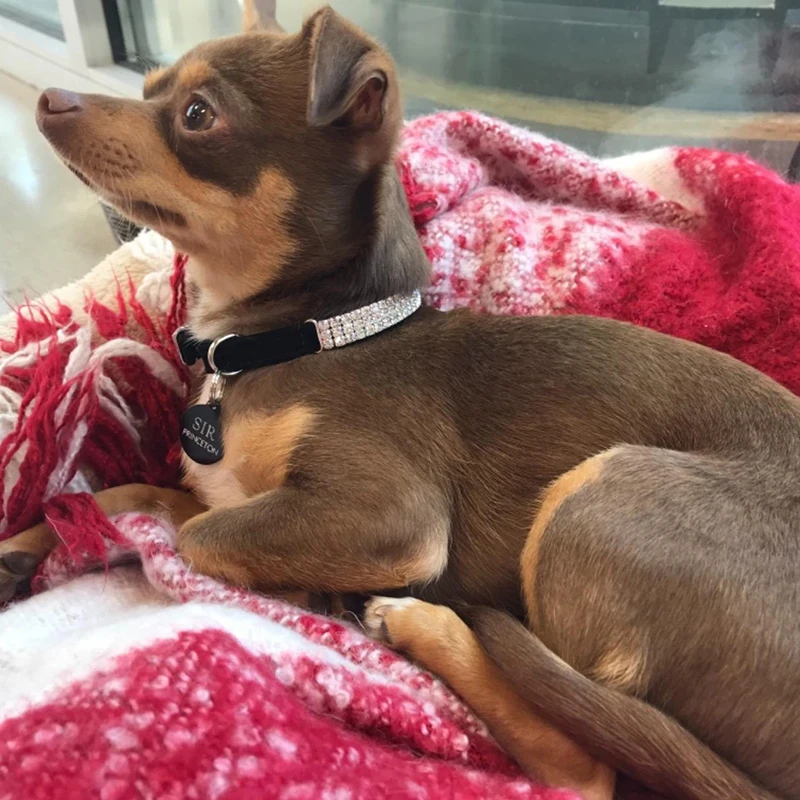 Benepaw-Collar de piel sintética con diamantes de imitación para gato, con campana, cómodo y ajustable, acolchado de terciopelo suave para gatitos, cachorros y mascotas, para perros pequeños - imagen 3