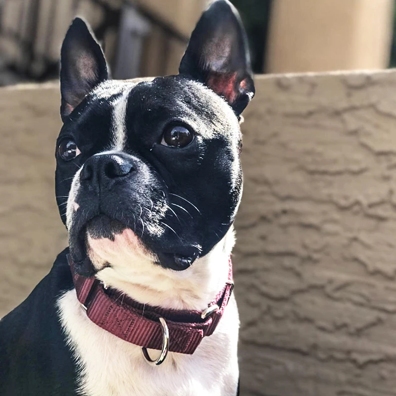 Benepaw-Collar de nailon para perro Martingale resistente, ajustable, suave, cómodo, para cachorros, perros pequeños y grandes, Control de entrenamiento - imagen 4