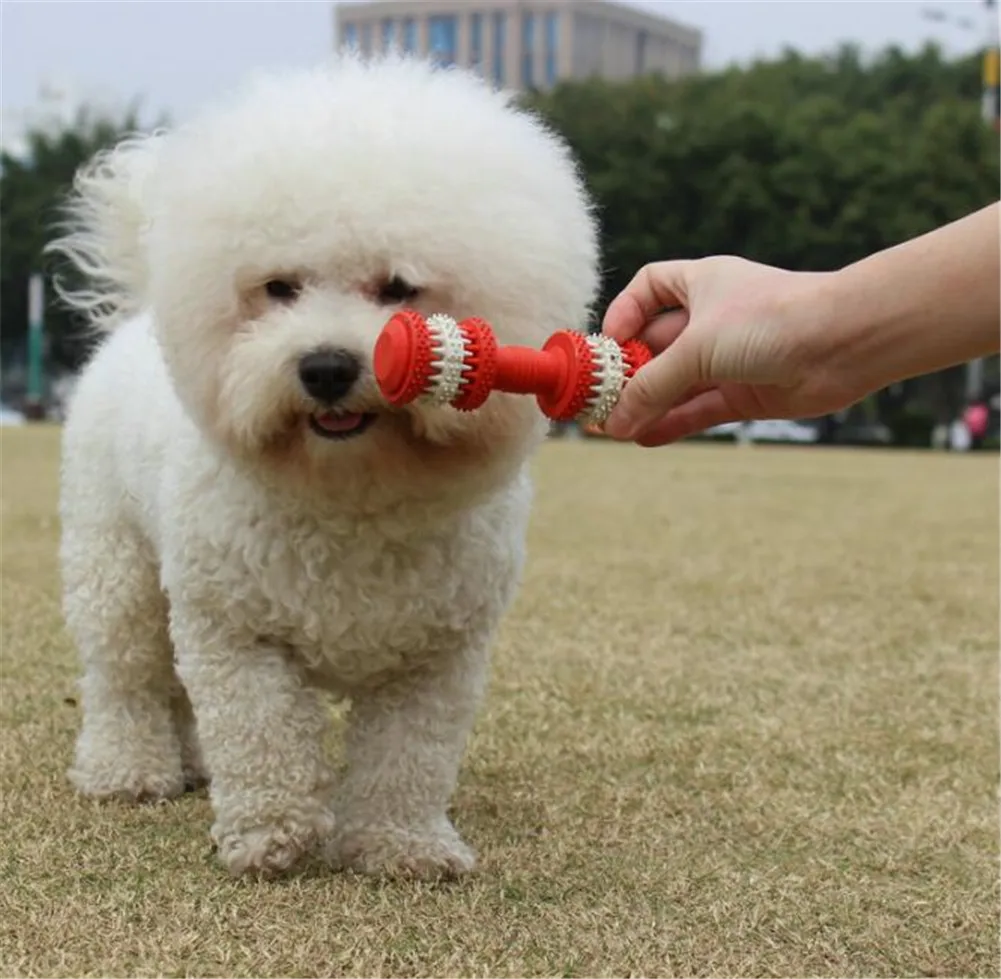 Una persona sostiene un juguete rojo y blanco para un perro blanco.