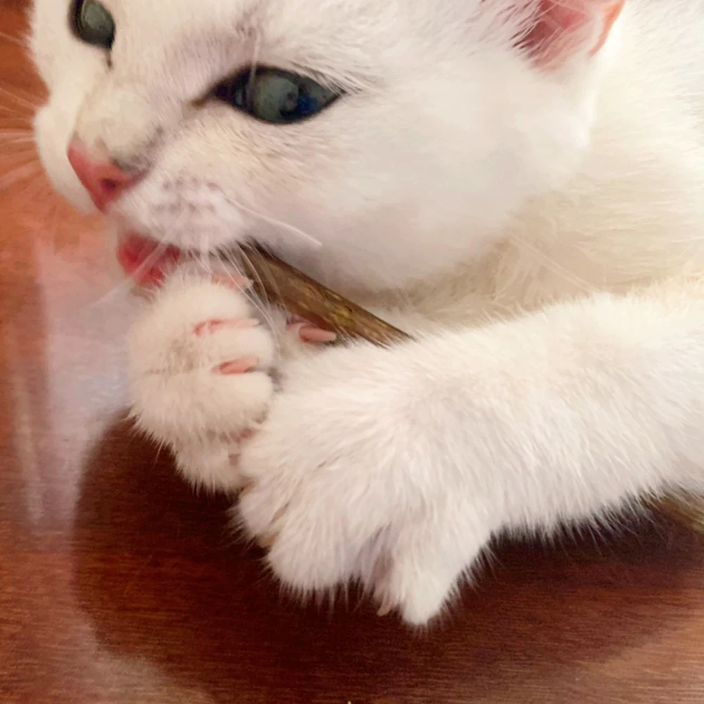 Palo de hierba gatera Natural para limpieza de gatos, palito de pasta de dientes Molar, Silvervine, Actinidia, fruta, Snacks para gatos, juguete para masticar para mascotas - imagen 3