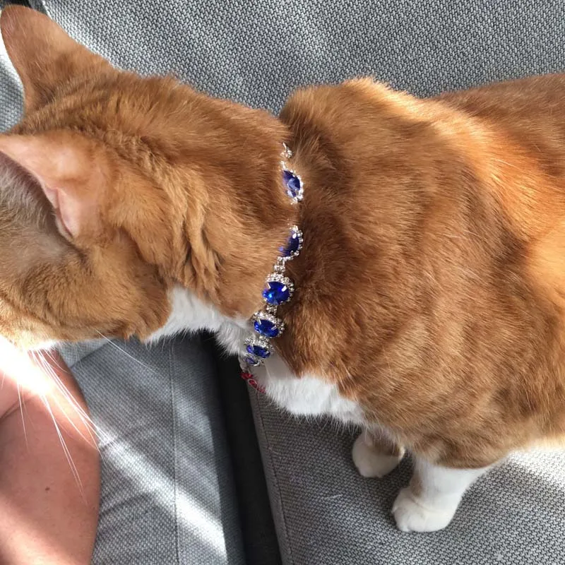 Collar de perro con diamantes de imitación ostentosos, joyería de diseñador de lujo, Collar de boda con piedras preciosas de princesa para perros y gatos, para cachorros pequeños y medianos - imagen 3
