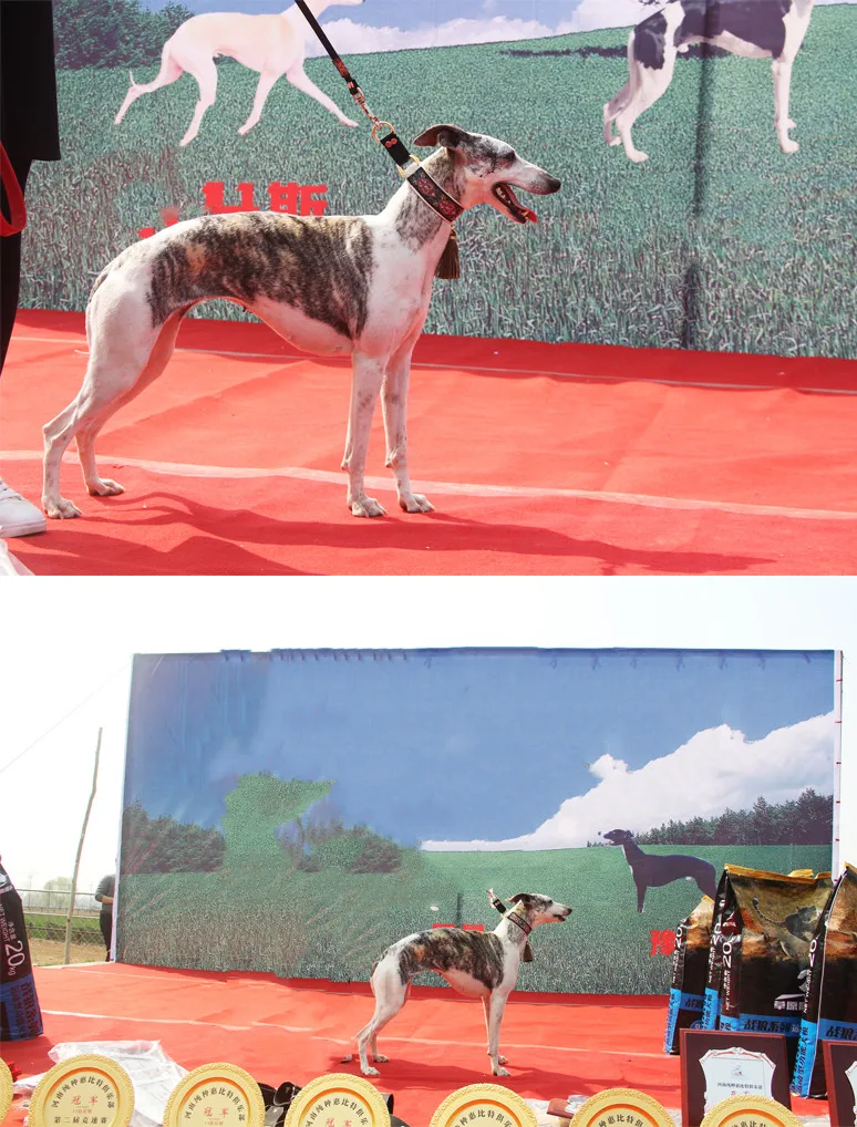 Collar étnico para perro de piel de oveja, collar con borlas suaves, adecuado para galgo italiano y Whippet - imagen 3