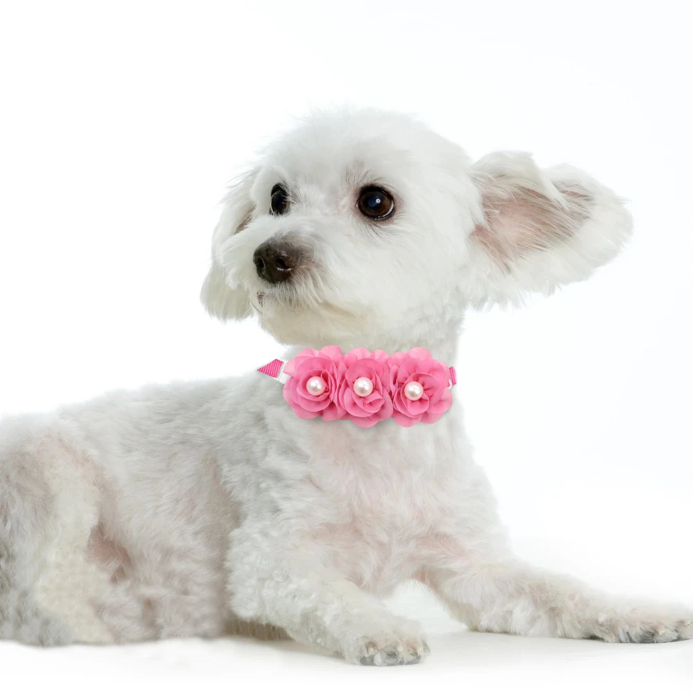 Pajaritas mascotas - Empaque regalo