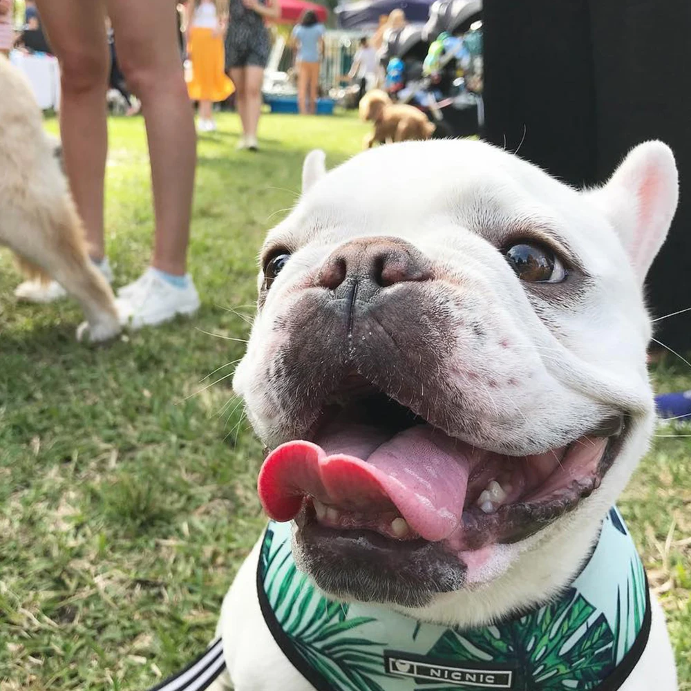 Arnés de verano sin tirones para perro, chaleco para perros medianos y pequeños, conjunto de correa para cachorros, transpirable, Bulldog Francés, Pug - imagen 4