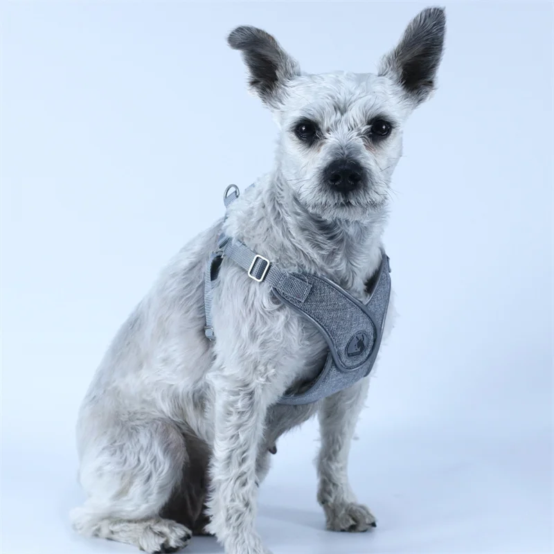 Conjunto de arnés y correa para perro Bulldog francés, chaleco reflectante transpirable para mascotas, accesorios para perros pequeños y medianos - imagen 5