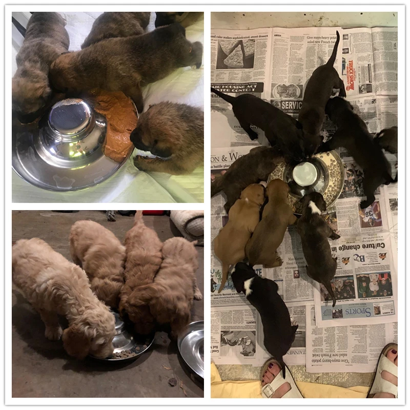 Benepaw-cuenco de acero inoxidable para perros pequeños, medianos y grandes, alimentación segura para cachorros, agua duradera, comida para mascotas, fácil de limpiar - imagen 2