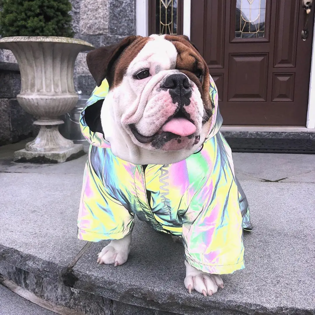 Chaqueta reflectante para perro, abrigo para perros grandes, cortavientos, suministros de ropa para perros pequeños, cachorro, Pug, Bulldog francés - imagen 2