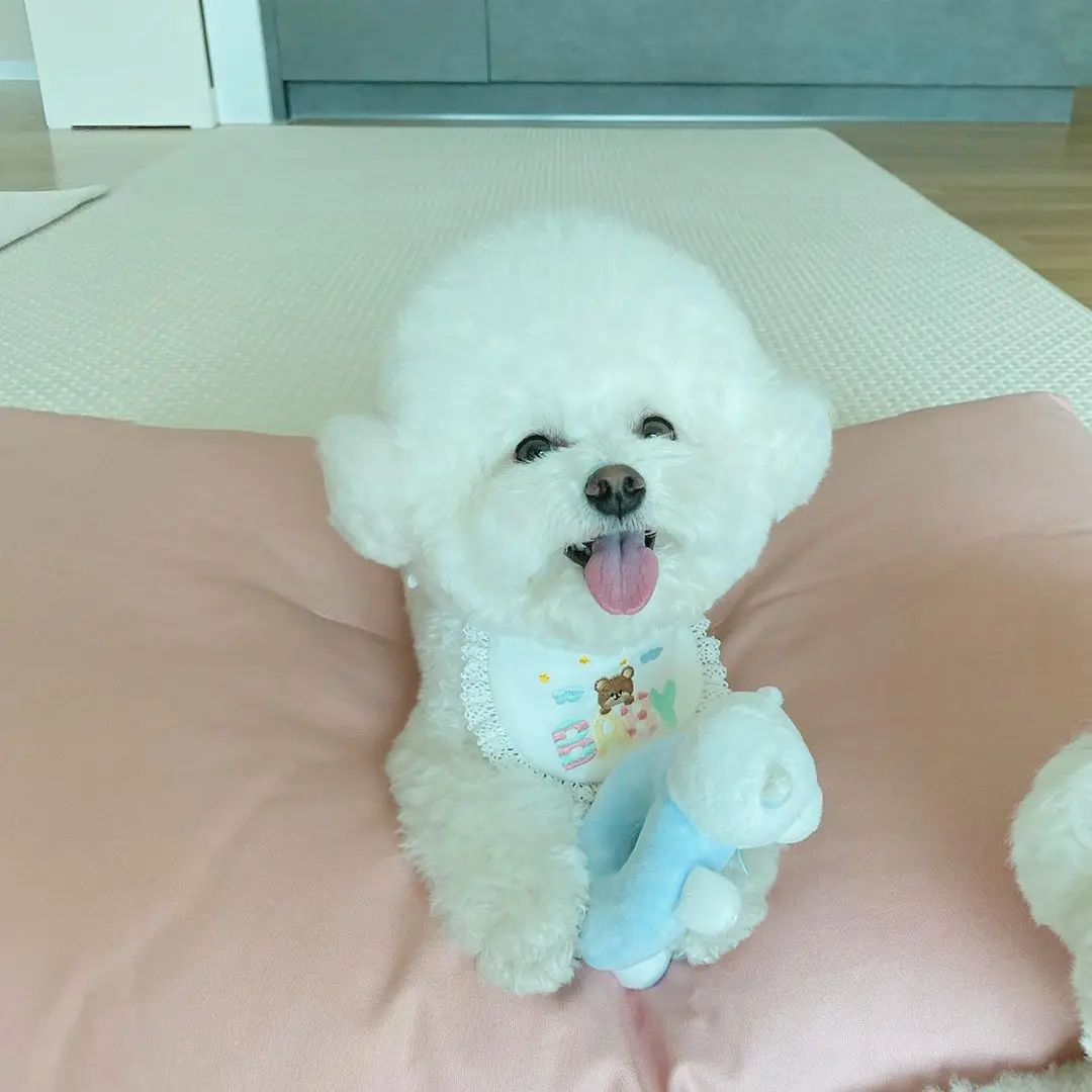 Babero bonito con bordado de oso para bebé, babero para perro, toalla para Saliva, Bichon, babero Hiromi de peluche, bufanda triangular para gato, bufanda para gato, toalla para Saliva para gato - imagen 4