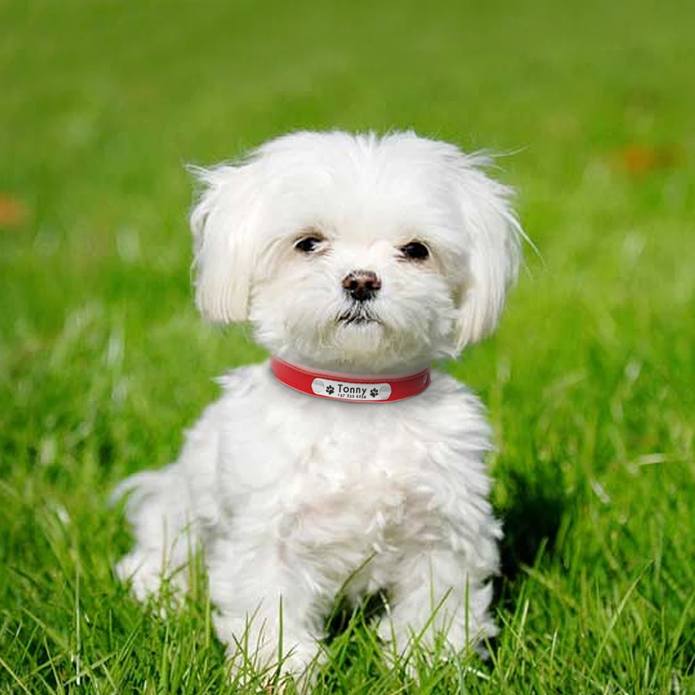 Un pequeño perro blanco con cuello rojo