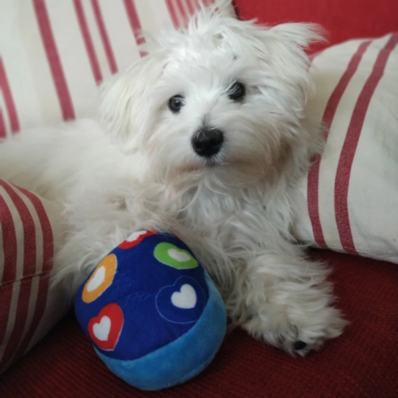 Juguete chirriante para perros y gatos, zapatillas de felpa para perros pequeños, juguetes para masticar para mascotas, accesorios para mascotas, productos para cachorros Yorkshire akcesoria dla psa - imagen 4