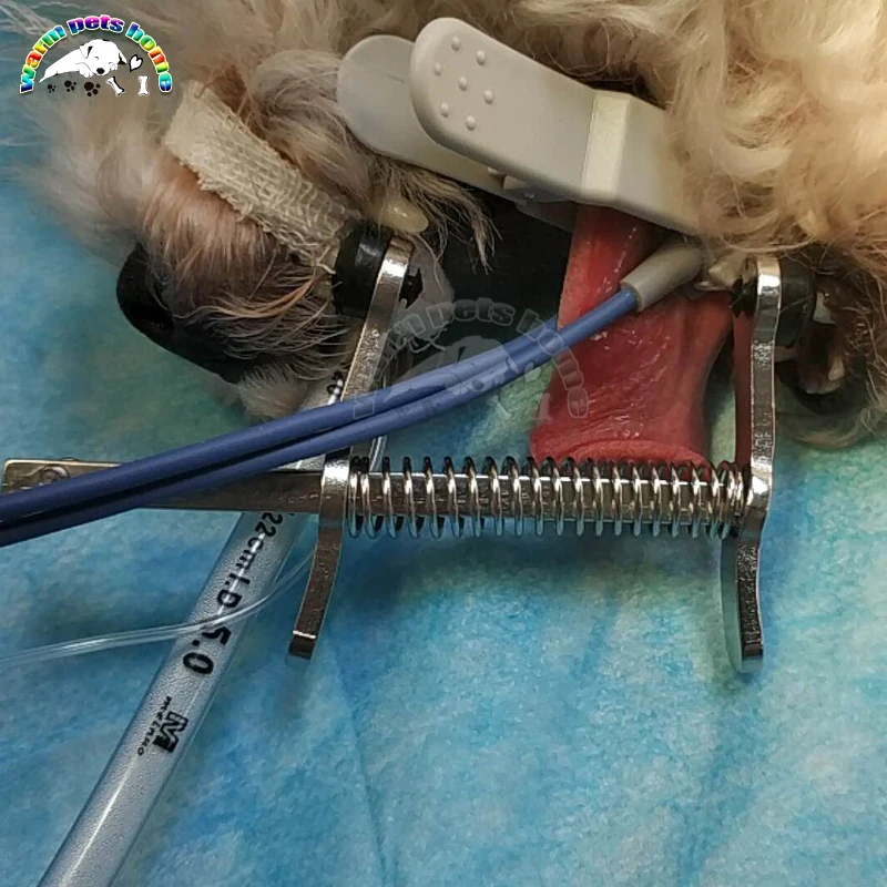 Retractores animales pequeños - vista del procedimiento