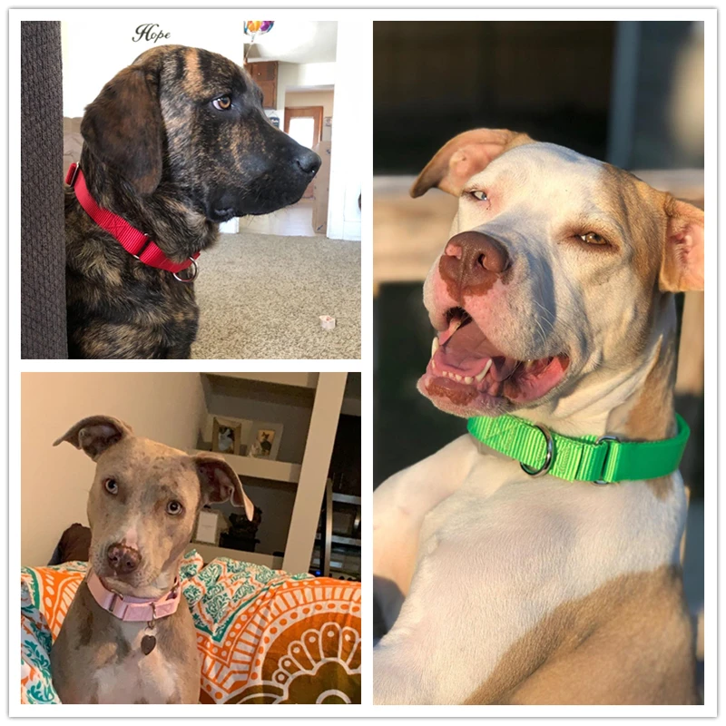 Benepaw-Collar de nailon para perro Martingale resistente, ajustable, suave, cómodo, para cachorros, perros pequeños y grandes, Control de entrenamiento - imagen 2