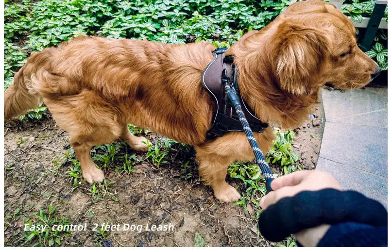 Correa en uso con Golden Retriever - demostración práctica
