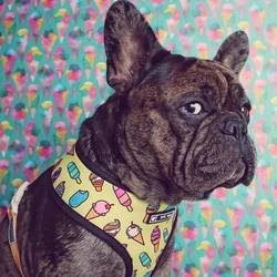 Arnés acolchado para perros pequeños y razas toy – Suave cómodo