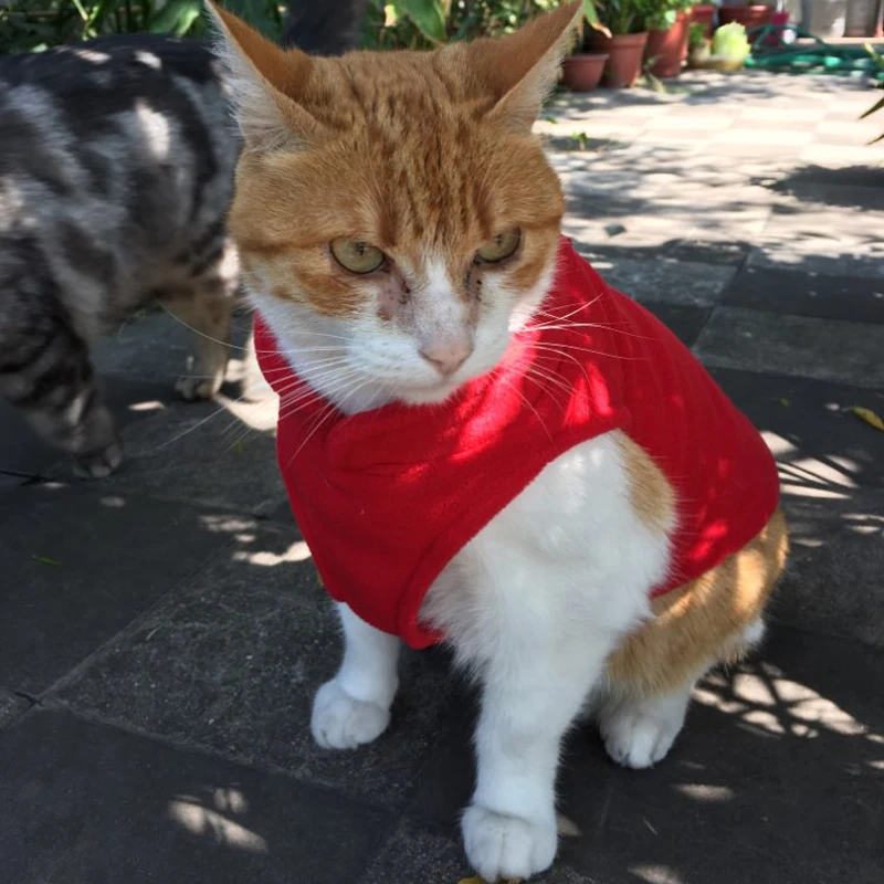 Ropa de gato de Color sólido, suéter suave de invierno para gatitos, chaleco polar de gato esfinge, chaqueta para gatos pequeños y medianos - imagen 3