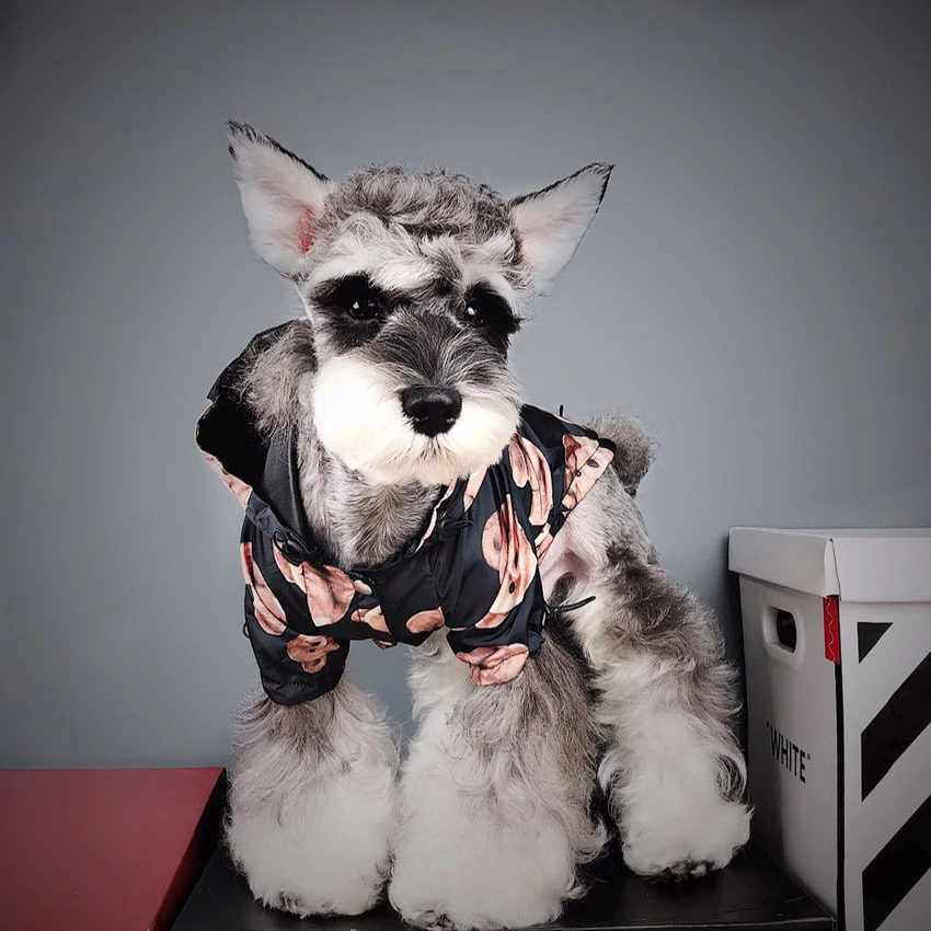 Chubasquero con estampado de oso para mascotas, abrigo de lluvia para perros, ropa para mascotas, cachorro, Doberman, peluche, Bulldog Francés, chaqueta impermeable para perros al aire libre, moda - imagen 4