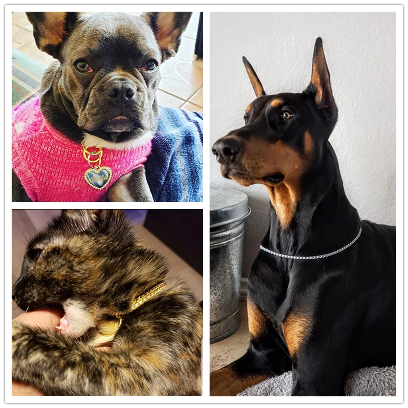 Benepaw-Collar de Metal resistente al óxido para perros pequeños, medianos y grandes - imagen 2