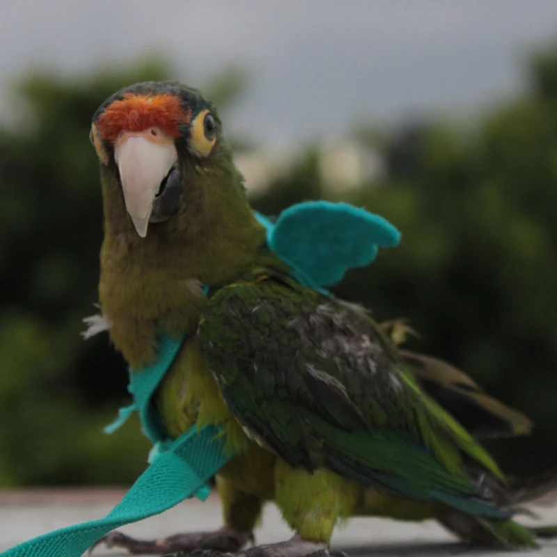 Arnés elástico ajustable para pájaros y loros, correa de tracción para entrenamiento de mascotas al aire libre, accesorio para cacatúas y Lovebird - imagen 2