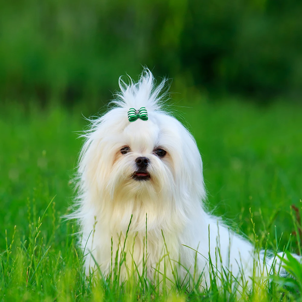 ¡Caliente! 200 Uds. Lazos de pelo de perro con perlas, bandas de goma, lazos de Robbon, lazo de diamante para el cuidado del pelo de perro, productos de accesorios para el cuidado - imagen 3
