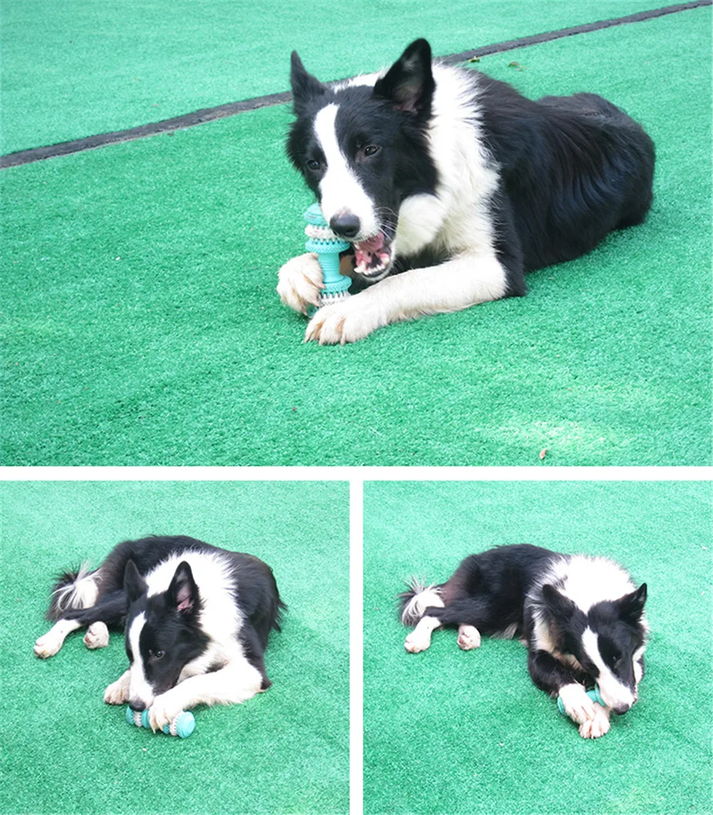 Un perro que juega con un juguete en el área cubierta de hierba