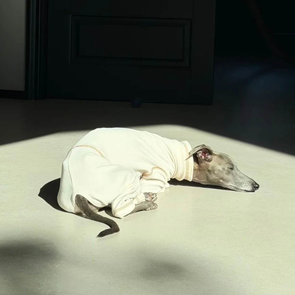 Mono suave beige para Galgo Italiano y Whippet – Ropa de primavera - imagen 3