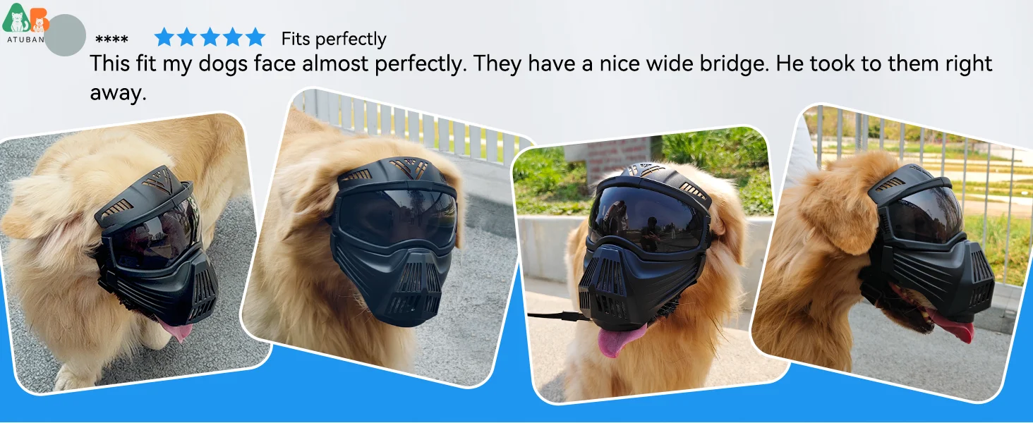 dog goggles